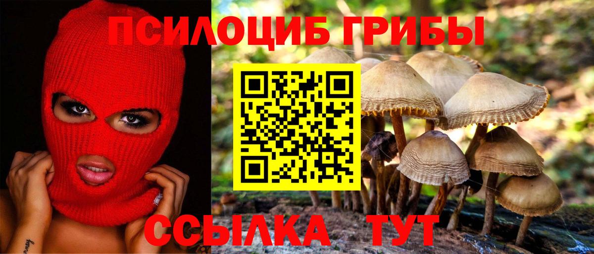 Галлюциногенные грибы Psilocybe Гатчина